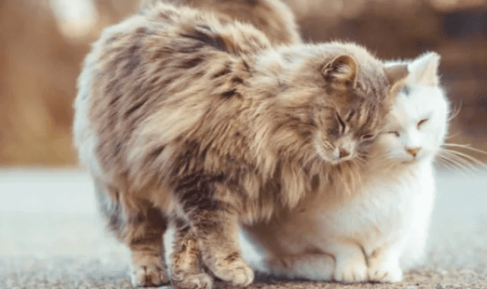 communication in a relationship